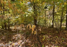 L32 Ted Logsdon Rd, Clarkson, Kentucky 42726, ,Land,For Sale,Ted Logsdon,1614908