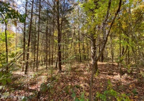 L32 Ted Logsdon Rd, Clarkson, Kentucky 42726, ,Land,For Sale,Ted Logsdon,1614908