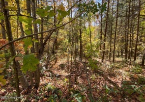 L32 Ted Logsdon Rd, Clarkson, Kentucky 42726, ,Land,For Sale,Ted Logsdon,1614908