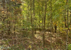 L32 Ted Logsdon Rd, Clarkson, Kentucky 42726, ,Land,For Sale,Ted Logsdon,1614908