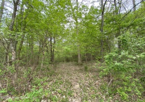 17810 Deertrace Ln, Fisherville, Kentucky 40023, ,Land,For Sale,Deertrace,1633994