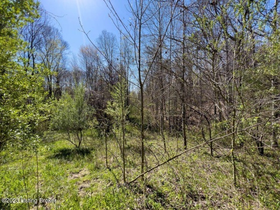 0 Hollaway Cemetery Rd, Williamsburg, Kentucky 40769, ,Land,For Sale,Hollaway Cemetery,1646239