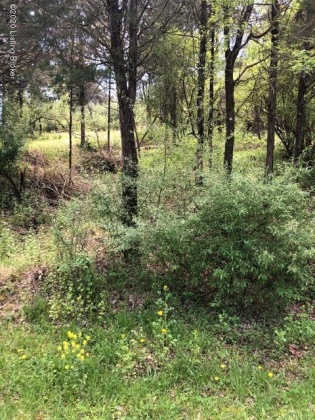 Lot 257A Cedarmore Rd, Bagdad, Kentucky 40003, ,Land,For Sale,Cedarmore,1648329