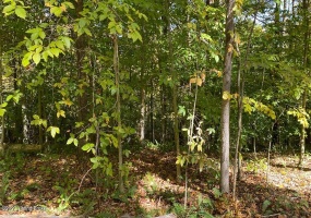 L37 Ted Logsdon Rd, Clarkson, Kentucky 42726, ,Land,For Sale,Ted Logsdon,1614942