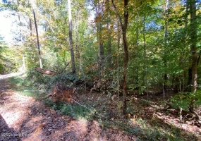 L37 Ted Logsdon Rd, Clarkson, Kentucky 42726, ,Land,For Sale,Ted Logsdon,1614942